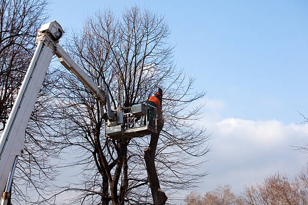 Best Seasonal Cleanup  in USA